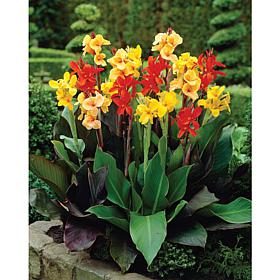 Cannas Giant Tall Mixed Set of 6 Bulbs