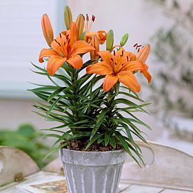Container Lilies Orange Pixie Set of 7 Bulbs