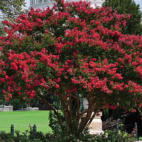 Crape Myrtle Red Root Stock