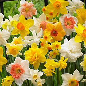 Daffodils Gardening with Children Mixture Set of 25 Bulbs