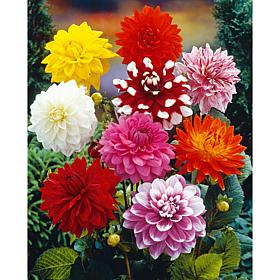 Dahlias Decorative Mixed Set of 7 Bulbs