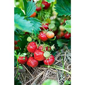 Ever Bearing Strawberries Ever Sweet Set of 20 Roots