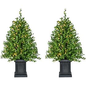 Fraser Hill Farm 2-Ft. Boxwood Porch Tree in Black Pot w/ White Lights