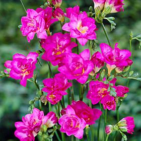 Freesias Double Blooming Pink - 25 Bulbs