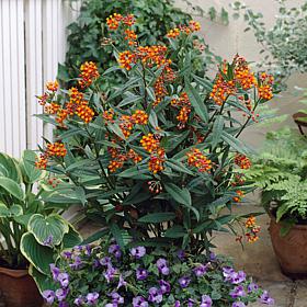 Gay Butterfly (Mixture) Asclepias "Support The Monarchs" - 3 Roots