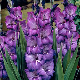 Gladiolus Large Flowering Grande Passion Set of 12 Bulbs