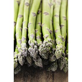 GMO Free Asparagus Mary Washington Set of 12 Roots