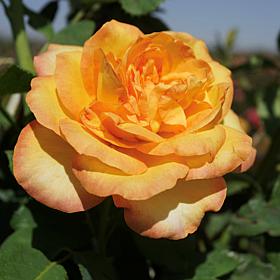 "Gold Medal" Rose Root Stock