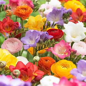 Grand Freesia and Ranunculus Blend Set of 25 Bulbs