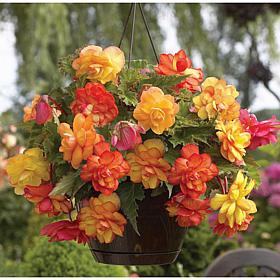 Hanging Basket Begonias Golden Balcony Set of 5 Bulbs