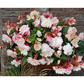 Hanging Basket Begonias Odorata Red & White Set of 5 Bulbs