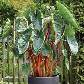 Hawaiian Punch Elephant Ears - 1 Bulb