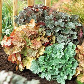 Heuchera Mixed Roots 5-Pack