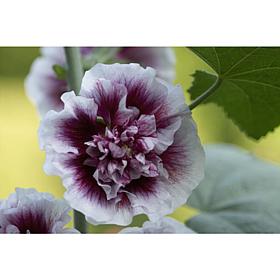 Hollyhocks Crème de Cassis Set of 5 Roots