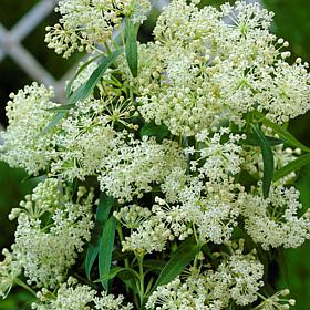 Ice Ballet Asclepias "Support The Monarchs" - Set of 3 Roots