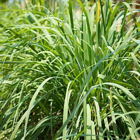 Leaf & Petal 2-Piece Lemon Grass