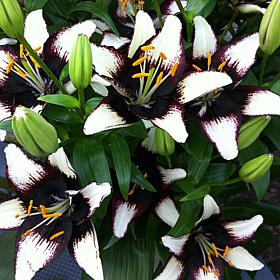 Lilies Asiatic Black Eye Set of 7 Bulbs