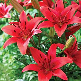 Lilies Asiatic Red Sensation Set of 7 Bulbs