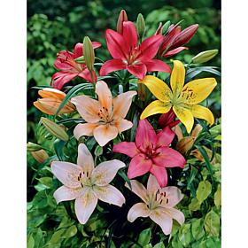 Lilies Dutch Asiatic Mixture Set of 14 Bulbs