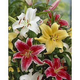 Lilies Oriental Fragrant Blend Set of 9 Bulbs