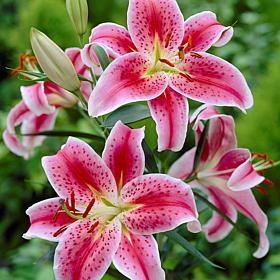 Lilies Oriental Stargazer Set of 7 Bulbs