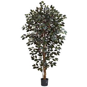 Nearly Natural 6 ft. 3-Trunk Capensia Ficus Tree