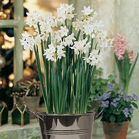 Paperwhite Kit with Artisan Decorative Planter