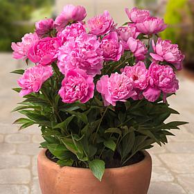 Patio Peonies Rome For Containers Set of 1 Root
