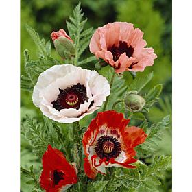Poppies Mixed Set of 5 Roots