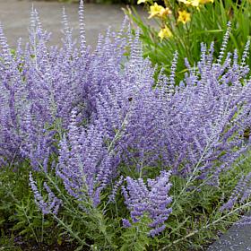 Russian Sage Perovskia - Set of 3 Roots