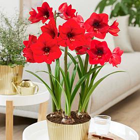 Van Zyverden Amaryllis Kit Red Lion w/ Fluted Iron Large Bulb Planter