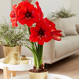 Van Zyverden Amaryllis Kit Red Lion w Iron Faux Brass Finish Planter