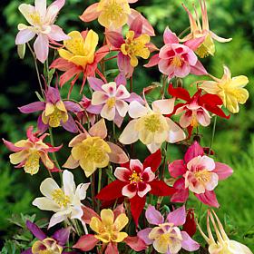 Van Zyverden Aquilegia Columbine Mixed Set of 5 Roots