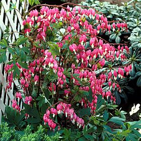 Van Zyverden Bleeding Hearts 1 Root