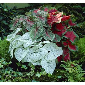 Van Zyverden Caladiums Fancy Leaf Mixed - 6 Bulbs