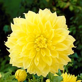 Van Zyverden Dahlias Kelvin Floodlight - Set of 3 Bulbs