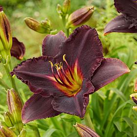 Van Zyverden Daylilies Black Stockings - 3 Roots