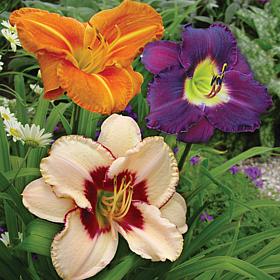 Van Zyverden Daylilies Once in a Lifetime Blend 25 Roots