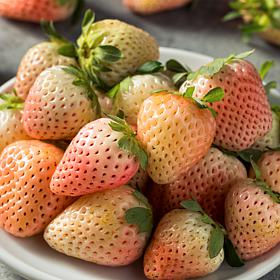 Van Zyverden Dayneutral Strawberries Flamingo - 20 Roots