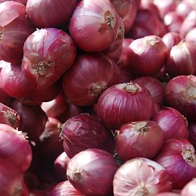 Van Zyverden Dutch Shallots Red Set of 25 Bulbs