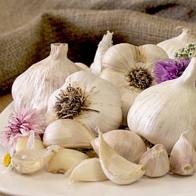 Van Zyverden Garlic Softneck Silverskin Inchelium Red Set of 5 Bulbs