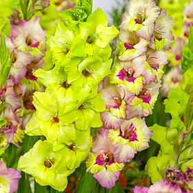Van Zyverden Gladiolus Emerald Snow Blend - 15 Bulbs