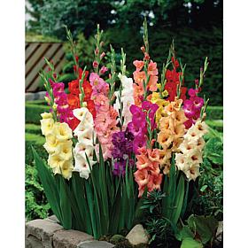 Van Zyverden Gladiolus Flowering Stars & Stripes Mixed Bulbs 35-pack
