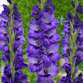 Van Zyverden Gladiolus Large Flowering Cookie - 12 Bulbs