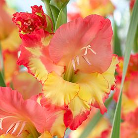 Van Zyverden Gladiolus Large Flowering Princess Margaret Rose 12 Bulbs