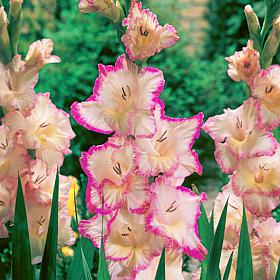 Van Zyverden Gladiolus Large Flowering Priscilla Set of 12 Bulbs