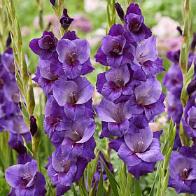 Van Zyverden Gladiolus Large Flowering Purple Magic 12 Bulbs 