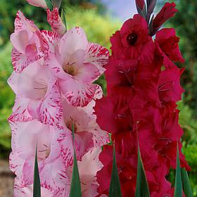 Van Zyverden Gladiolus Magenta Blend Set of 25 Bulbs