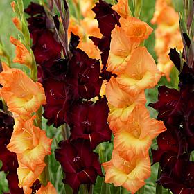 Van Zyverden Gladiolus Midnight Blossom Blend - Set of 15 Bulbs