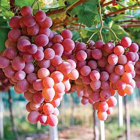 Van Zyverden Grapes Einset Seedless Set of 1 Plant